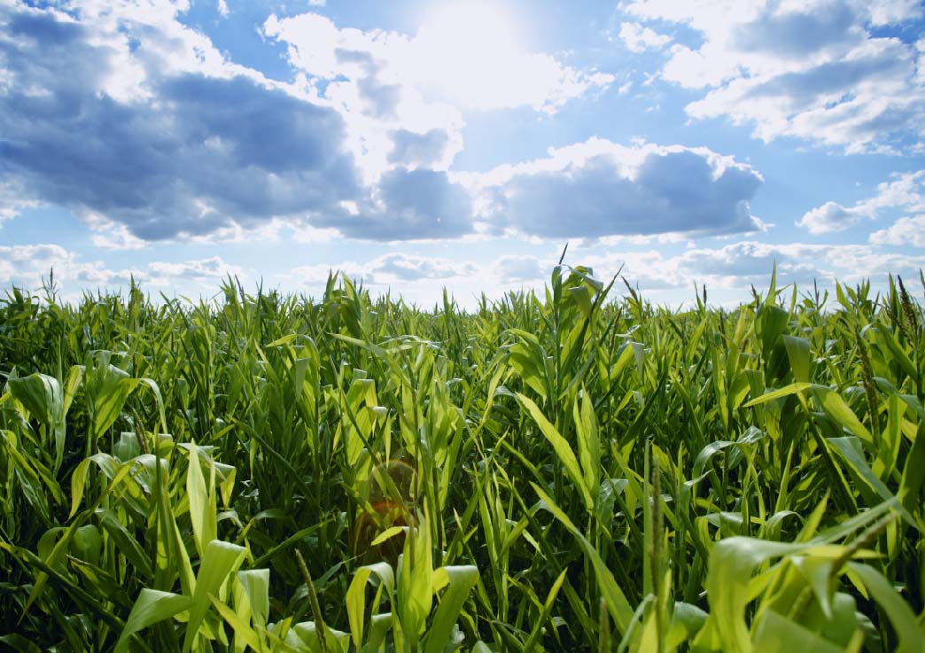 Drought, Corn Production and Biofuels:  Where does the Renewable Fuel Standard Stand?