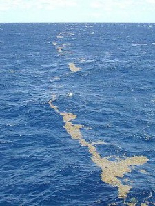 algae