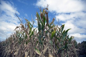 Heat and Drought killing Corn