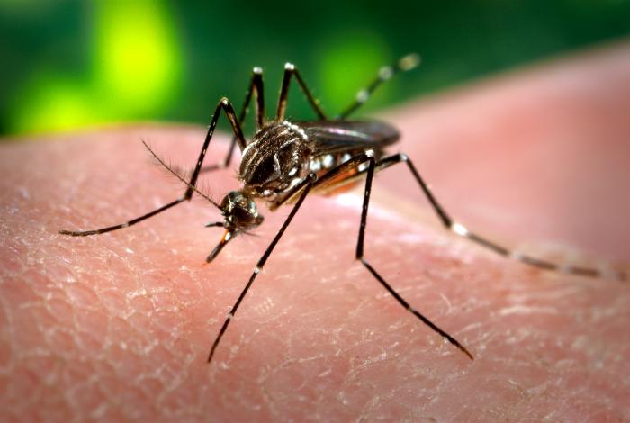 The Zika Virus – A Window Into Future Security Threats