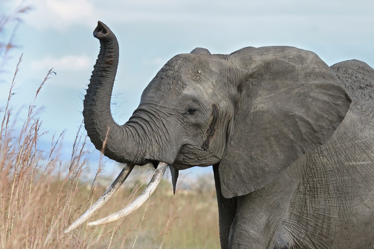 An Elephant in Africa: Principles for the New U.S. Administration in Africa