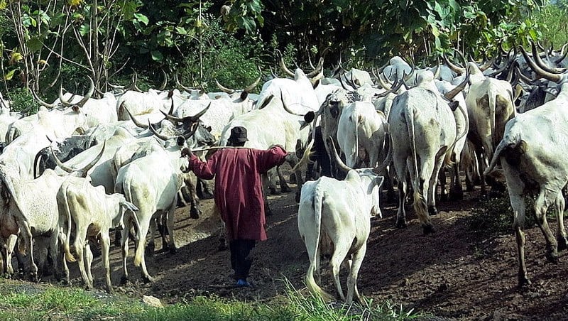 How Climate Change is Affecting Armed Groups in Nigeria