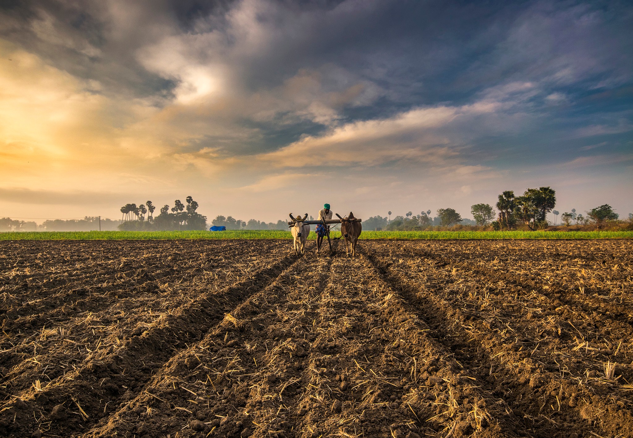 Climate Stress in the Shadows of India’s Farmer Protests