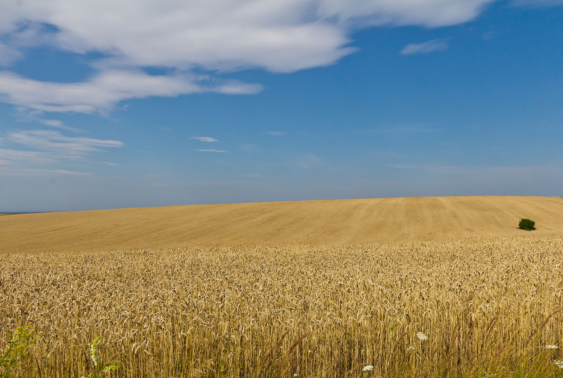 How the Russian Invasion of Ukraine Creates Food Insecurity for Arab Countries